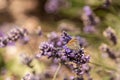 macro of a single meadow brown butterfly sitting on a lavender blossom, sunny blurred natural green background Royalty Free Stock Photo