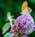 Outdoor summer / spring macro portrait of a single butterfly sitting on a violet pink lilac blossom,