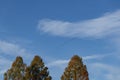 Flock of bird fly over treetop on the sky.