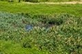 Outdoor swamp and green reed plants Royalty Free Stock Photo