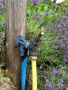 Outdoor tap with hose pipe attached Royalty Free Stock Photo