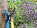 Outdoor tap with hose pipe attached Royalty Free Stock Photo