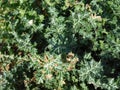 Outdoor thorny plants