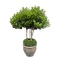 Outdoor topiary tree isolated on white background Royalty Free Stock Photo