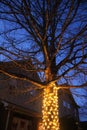 Outdoor tree with christmas lights and blue night skies. Royalty Free Stock Photo