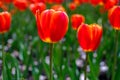 Outdoor tulips bright red on the street, background red tulips