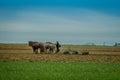 Outdoor view of amish farmer using many horses hitch antique plow in the field