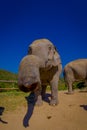 Outdoor view of beautiful huge elephant in a gorgeous sunny day with blue sky stretching the trunk asking for food, in a Royalty Free Stock Photo