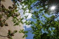 Upward view of building apparent brick wall, tree branches and blue sky