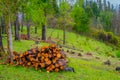 Outdoor view of of firewood pile in the forest of Pucon in Chile Royalty Free Stock Photo