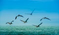 Outdoor view of group of pelicans flying in a gorgeous blue sky background in Pedernales beach