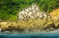 Outdoor view of group of pelicans resting at a rock beach in Pedernales