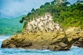 Outdoor view of group of pelicans resting at a rock beach in Pedernales