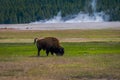 Outdoor view of huge bison animal grazing the pasture in the Yellowstone national park, Wyoming Royalty Free Stock Photo