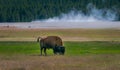 Outdoor view of huge bison animal grazing the pasture in the Yellowstone national park, Wyoming Royalty Free Stock Photo