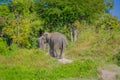 Outdoor view of huge Elephants walking after a taking a refreshing bath with mud in Jungle Sanctuary, Elephant spa