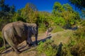 Outdoor view of huge Elephants walking to the river a taking a refreshing bath with mud follow some people in Jungle