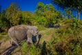 Outdoor view of huge Elephants walking after a taking a refreshing bath with mud in Jungle Sanctuary, Elephant spa