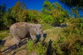 Outdoor view of huge Elephants walking after a taking a refreshing bath with mud in Jungle Sanctuary, Elephant spa