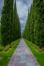 Outdoor view of huge pine trees in a row located at one side of the path, in city of beverlly hils greystone at luxury