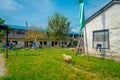 Outdoor view of many goats resting and walking in a green area surrounding of houses in the town close to Tashi refugee