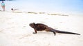 Outdoor view of marine iguana on Tortuga bay beach at Galapagos island