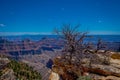 Outdoor view of old dry bush in the border of the cliffs above Bright Angel canyon, major tributary of the Grand Canyon