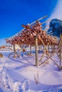Outdoor view of process of stockfish cod drying during winter time on Lofoten Islands, Norway, norwegian traditional way Royalty Free Stock Photo