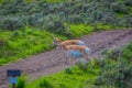 Outdoor view of two white-tailed family deers crossing the sand ground road located in the Yellowstone National Park Royalty Free Stock Photo