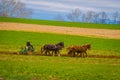 Outdoor view of unidentified amish farmer using horses to hitch antique plow in the field. they produce their own food