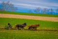 Outdoor view of unidentified amish farmer using horses to hitch antique plow in the field. they produce their own food