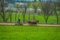 Outdoor view of unidentified man amish farmer using many horses hitch antique plow in the field