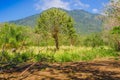 Outdoor view of vegetation, trees in Volcano Concepcion on Ometepe Island in Nicaragua Royalty Free Stock Photo