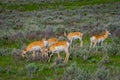 Outdoor view of white-tailed family deers eating grass in the Yellowstone National Park Royalty Free Stock Photo