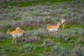 Outdoor view of white-tailed family deers eating grass in the Yellowstone National Park Royalty Free Stock Photo