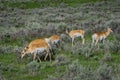 Outdoor view of white-tailed family deers eating grass in the Yellowstone National Park Royalty Free Stock Photo