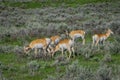 Outdoor view of white-tailed family deers eating grass in the Yellowstone National Park Royalty Free Stock Photo