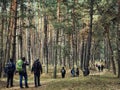 National park virgin forest with pine trees