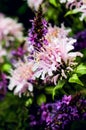 Outdoor wild bergamot or bee balm herbs close up in the natural light.