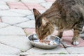 Outdoor street wild cat feeding time Royalty Free Stock Photo