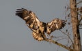 Outdoor Wildlife Scene Featuring A Steppe Eagle Wings Spread On A Tree Branch In Its Natural Habitat