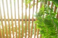 Outdoor wood battens in the garden with sunlight / sunshine for wallpaper or graphic background Royalty Free Stock Photo
