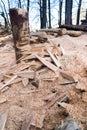 Training ground for forest warden and lumberjack for cutting timber and logs with a chainsaw to make wedges and more with wood sha