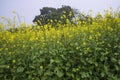 Outdoor yellow Rapeseed Flowers Field Countryside of Bangladesh Royalty Free Stock Photo