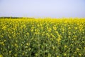 Outdoor yellow Rapeseed Flowers Field Countryside of Bangladesh Royalty Free Stock Photo