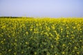 Outdoor yellow Rapeseed Flowers Field Countryside of Bangladesh Royalty Free Stock Photo