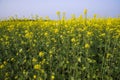 Outdoor yellow Rapeseed Flowers Field Countryside of Bangladesh Royalty Free Stock Photo