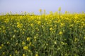 Outdoor yellow Rapeseed Flowers Field Countryside of Bangladesh Royalty Free Stock Photo