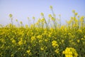 Outdoor yellow Rapeseed Flowers Field Countryside of Bangladesh Royalty Free Stock Photo