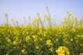 Outdoor yellow Rapeseed Flowers Field Countryside of Bangladesh Royalty Free Stock Photo